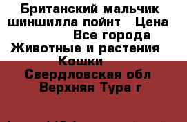 Британский мальчик шиншилла-пойнт › Цена ­ 5 000 - Все города Животные и растения » Кошки   . Свердловская обл.,Верхняя Тура г.